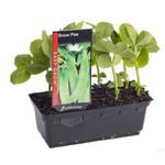 Snow Pea Punnet - Pisum sativum var. macrocarpon