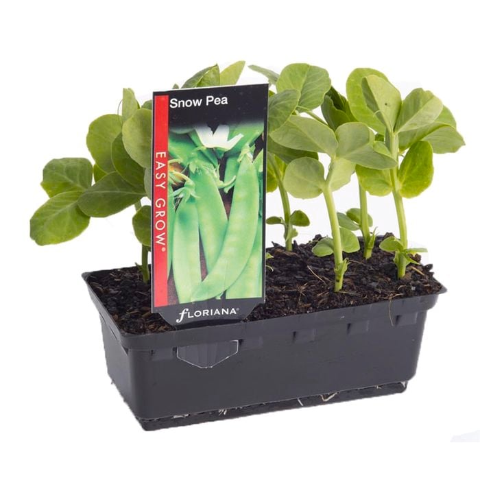 Snow Pea Punnet - Pisum sativum var. macrocarpon