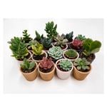 Succulent 5.5cm In Assorted Ceramic Pots