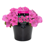170mm Petunia Pink - Petunia hybrida