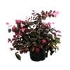 2.5L Loropetalum Plum Gorgeous - Loropetalum chinense