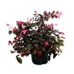 2.5L Loropetalum Plum Gorgeous - Loropetalum chinense