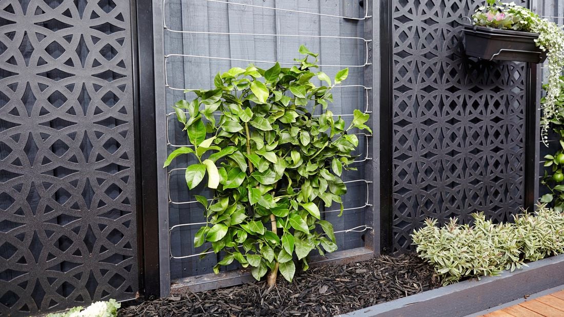 A timber wire frame positioned next to a garden bush with the intent of letting a tree grow around it