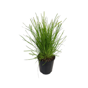 1.9L Little Tuffy - Lomandra confertifolia