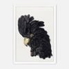 Galrie Stunning Black Cockatoo Art Print - Detailed Vintage Ornithological Illustration, White Frame, A3 30 x 42cm (12 x 16inch)