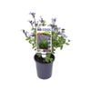 140mm Salvia - Salvia So Cool Lilac
