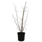 200mm Crepe Myrtle - Lagerstroemia