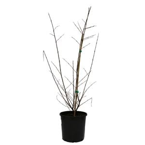 200mm Crepe Myrtle - Lagerstroemia