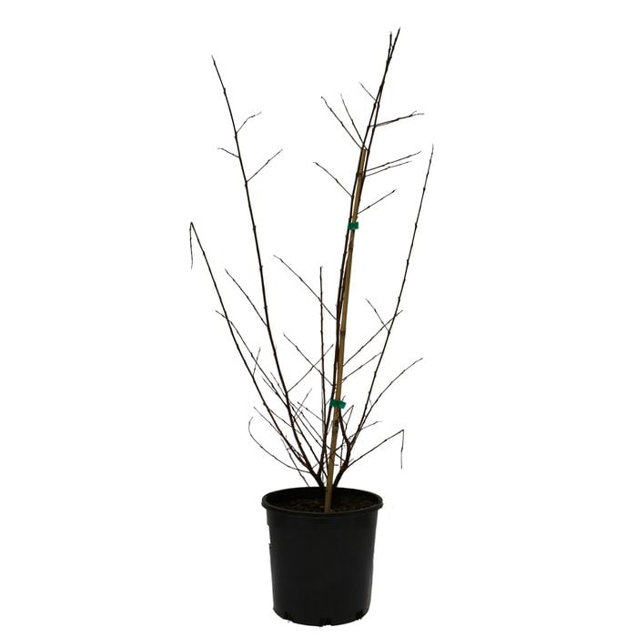 200mm Crepe Myrtle - Lagerstroemia