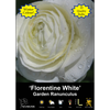 Yarra Valley Bulbs Ranunculus Florentine White - 20 Pack