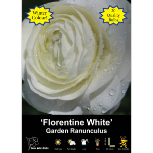 Yarra Valley Bulbs Ranunculus Florentine White - 20 Pack