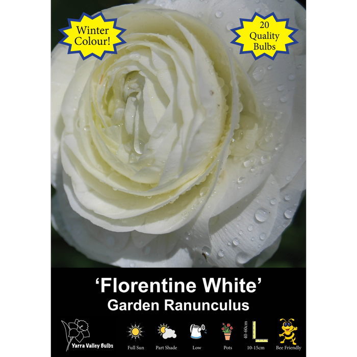 Yarra Valley Bulbs Ranunculus Florentine White - 20 Pack