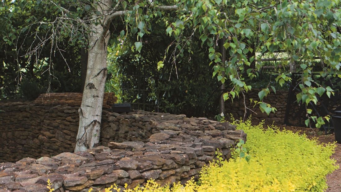 A hedge bordering a stonework wall around a tree
