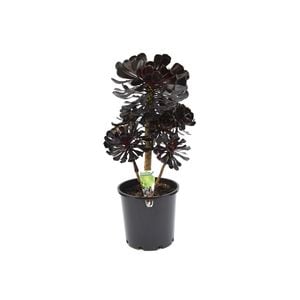 20cm Aeonium - Aeonium schwarzkopf