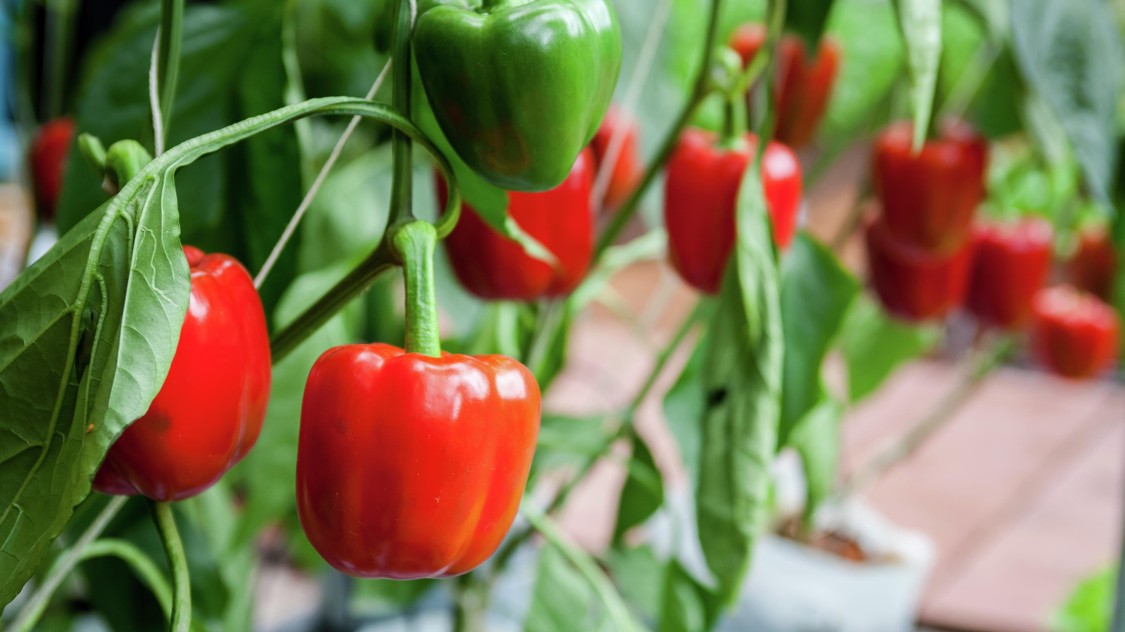 How To Plant And Grow Capsicum Bunnings Australia