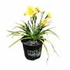 150mm Day Lily - Hemerocallis Stella Bella