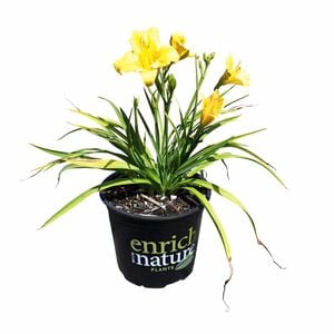 150mm Day Lily - Hemerocallis Stella Bella