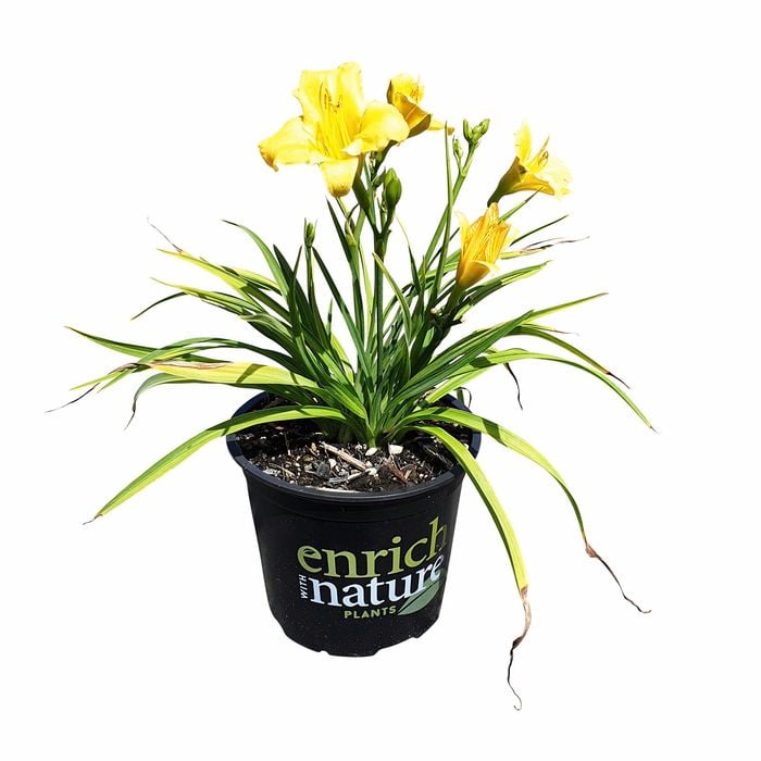 150mm Day Lily - Hemerocallis Stella Bella