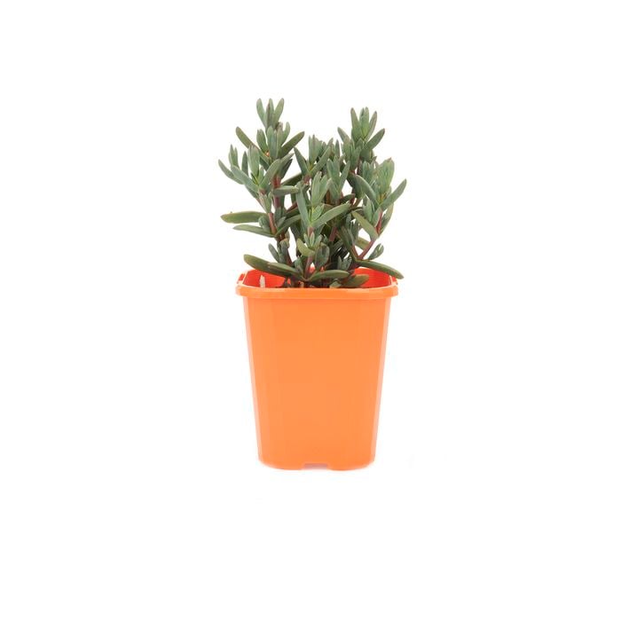 85mm Bright & Easy - Mesembryanthemum Yellow