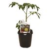 125mm Diggers Heirloom Tomato Aunt Ruby - Solanum lycopersicum