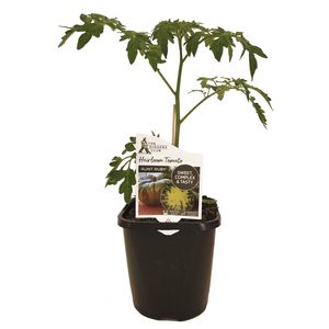 125mm Diggers Heirloom Tomato Aunt Ruby - Solanum lycopersicum