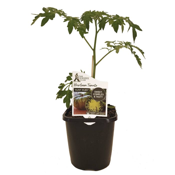 125mm Diggers Heirloom Tomato Aunt Ruby - Solanum lycopersicum