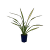 2L Flax - Phormium yellow Wave