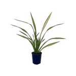 2L Flax - Phormium yellow Wave
