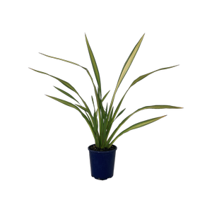 2L Flax - Phormium yellow Wave