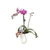 90mm Mini Moth Orchid In Ceramic - Phalaenopsis Orchid