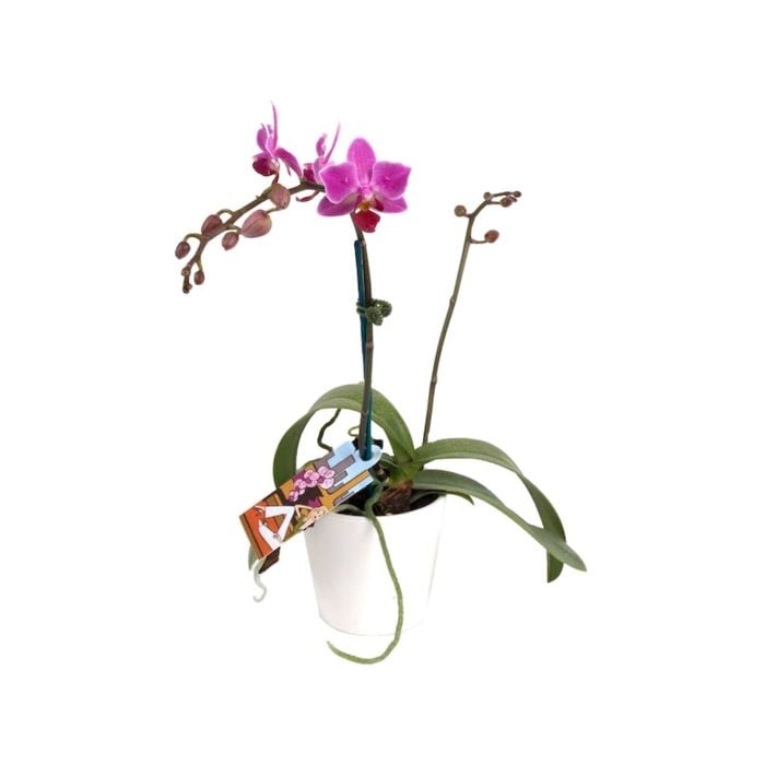 90mm Mini Moth Orchid In Ceramic - Phalaenopsis Orchid