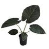 125mm Regal Shield - Alocasia macrorrhizos