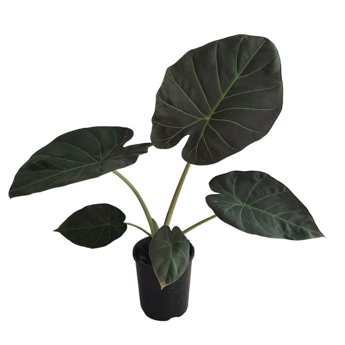 125mm Regal Shield - Alocasia macrorrhizos