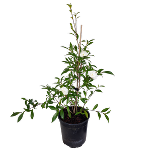 2L Camellia Little Liane - Camellia sasanqua