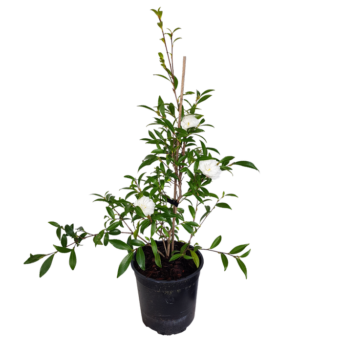 2L Camellia Little Liane - Camellia sasanqua
