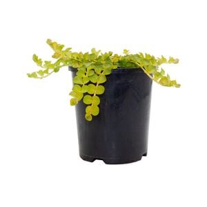 140mm Goldilocks - Lysimachia nummularia