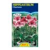 Fiesta Flower Bulbs Hippeastrum Charisma - 1 Bulb