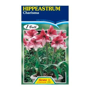 Fiesta Flower Bulbs Hippeastrum Charisma - 1 Bulb