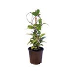 1.3L Porcelain flower - Hoya 