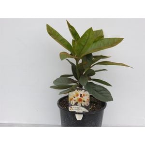 Plant Rhodo Vireya Creme De La Creme 3.3