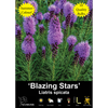 Yarra Valley Bulbs Liatris Blazing Stars - 10 Pack
