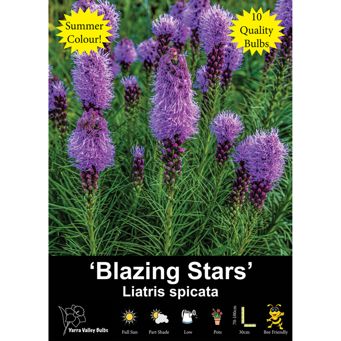 Yarra Valley Bulbs Liatris Blazing Stars - 10 Pack