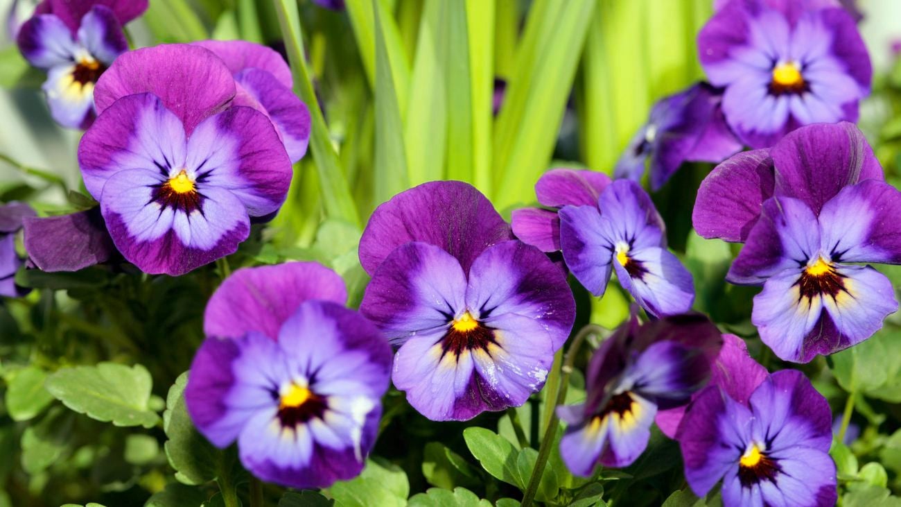 Close up of a purple violet flower