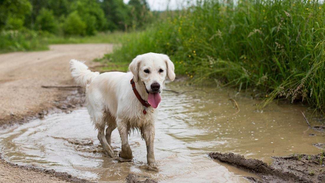 A light-coloured dog with its tongue out walks through a muddy puddle