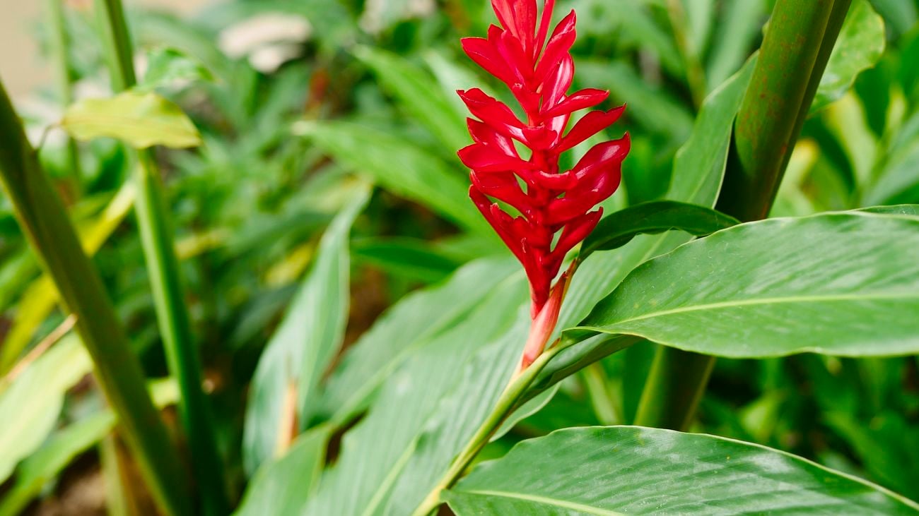 A ginger plant with green leaves and a red flower.