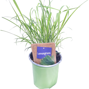 90mm Nudo Herbs Lemon Grass - Cymbopogon citratus
