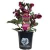 180mm Helleborus Vibey Velvet - Helleborus hybridus