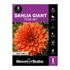 Bloomin Bulbs Dahlia Tiger Bey - 1 Pack