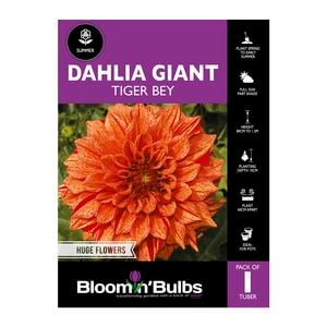 Bloomin Bulbs Dahlia Tiger Bey - 1 Pack
