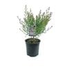 250mm Mauve Boronia - Boronia denticulata